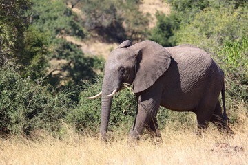 Fototapeta premium Afrikanischer Elefant / African elephant / Loxodonta africana