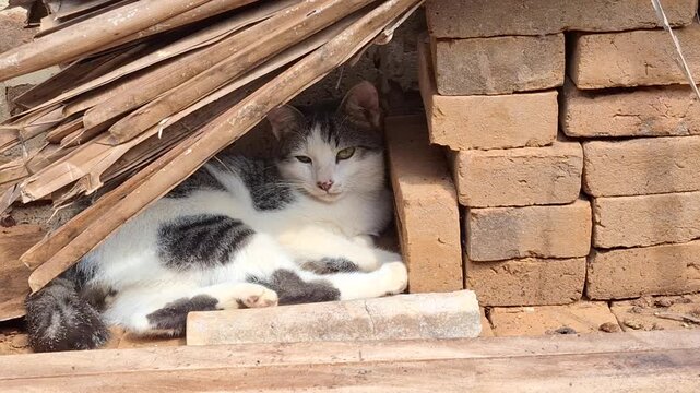 A steady shot of a black-and-white calico cat lying comfortably in a shaded outdoor nook made of stacked clay bricks and dried coconut thatch.