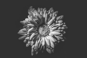 Fototapeta premium Dark Moody Flowers in Monochrome – Fragility and Melancholy Concept