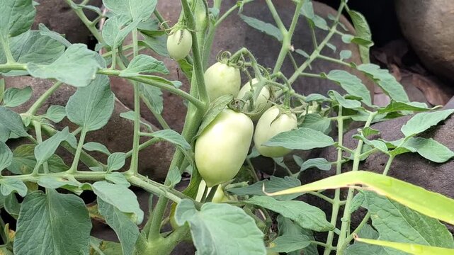 A focused view of healthy green tomatoes growing on a lush vine, tucked between large natural stones, demonstrating resilient growth in a rocky garden environment.