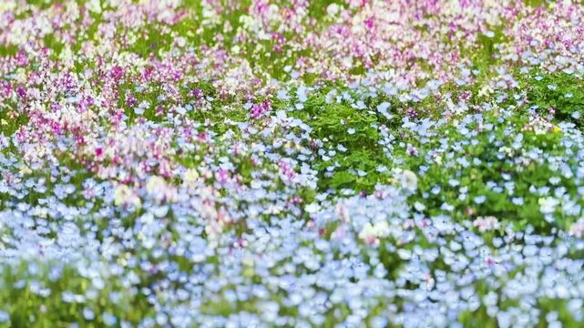 三ツ池公園 満開のネモフィラとリナリアが咲く風景　パンショット
