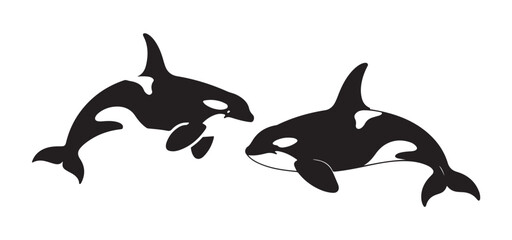 Two orca killer whales silhouette illustration on white background vector. © MD.RAHIM