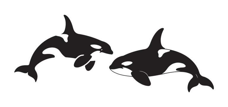Two orca killer whales silhouette illustration on white background vector.