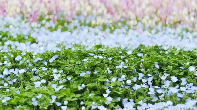 三ツ池公園 満開のネモフィラとリナリアが咲く風景　