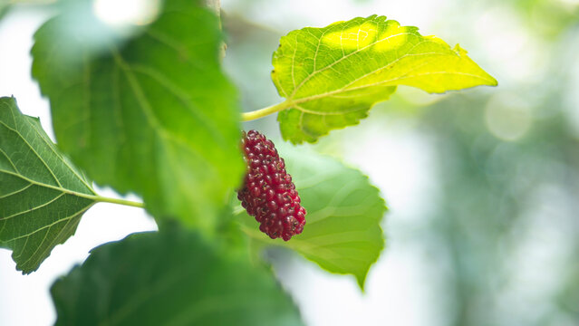 Mulberry fruits on the tree in the garden with nature background