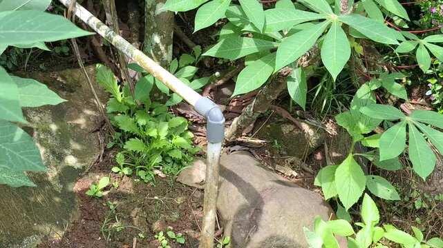 A steady shot of a white PVC water pipe laying on the soil, surrounded by vibrant green cassava leaves and tropical weeds in a rural backyard setting.
