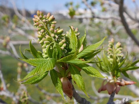 Flower Buds of Ohio Buckeye (Aesculus glabra) in Spring, Colorado USA
