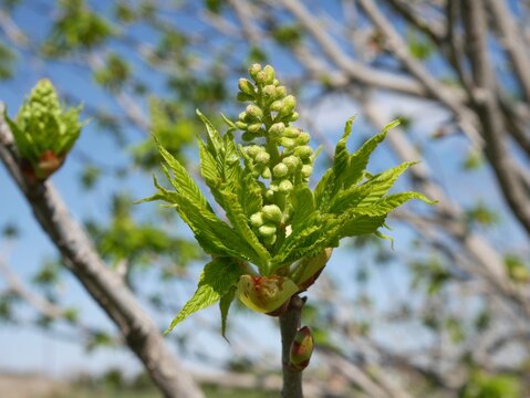 Developing Flower Bud of Ohio Buckeye (Aesculus glabra) in Spring, Colorado USA