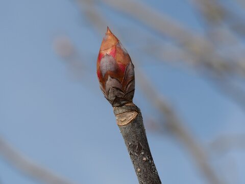 Spring Bud of Ohio Buckeye (Aesculus glabra) in Colorado USA