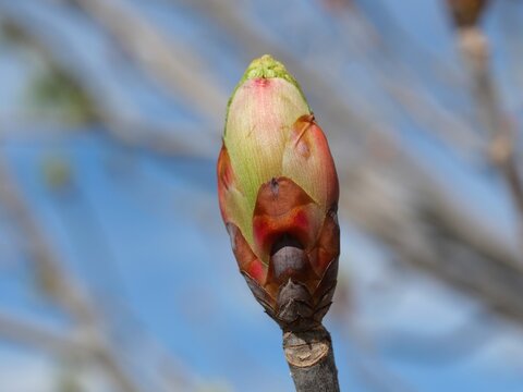 Close Up of Ohio Buckeye Bud (Aesculus glabra) in Spring, Colorado USA