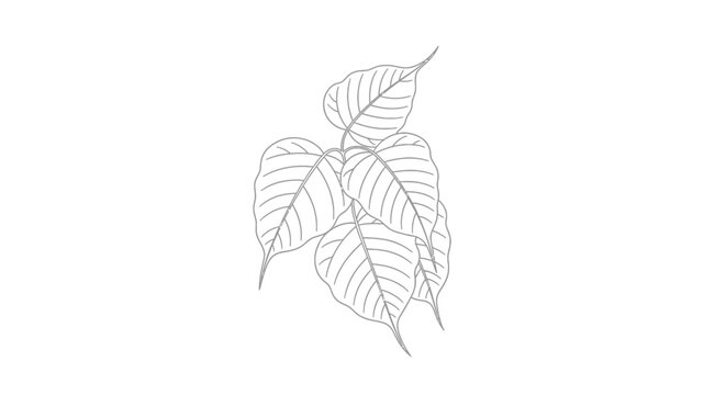 Bodhi Tree Leaves Outline Illustration, Sacred Fig Plant Branch, White Background