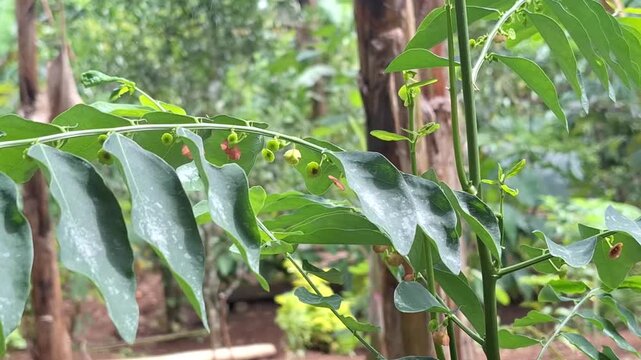 A steady close-up shot of the Katuk plant showing its vibrant green elliptical leaves and tiny reddish flowers blooming underneath the stems in a tropical garden.