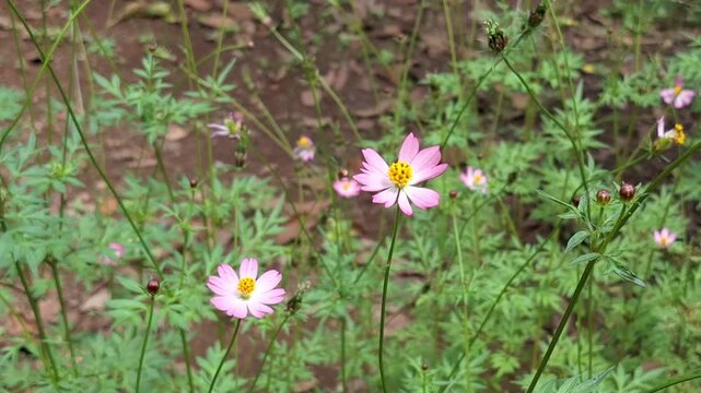Close-up shot of an ulam raja plant showing a young pink flower alongside developing seed pods, highlighting the plant's life cycle in a domestic garden.
