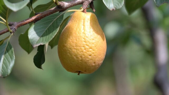 Close-up of a ripe yellow pear hanging from tree branch with green lea