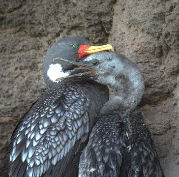 cormor&aacute;n gris, adulto y cr&iacute;a.