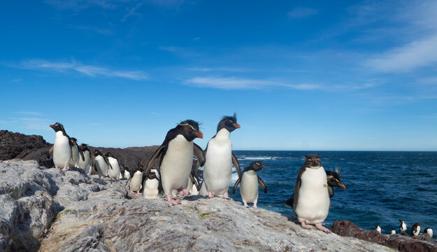 ping&uuml;ino de penacho amarillo caminando en colonia