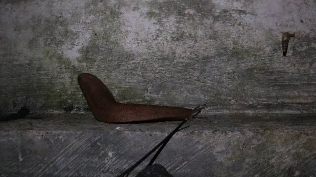 a brown slug, a garden slug at a garden, a tropical leatherleaf slug slithering on the cement wall of a fence in a rural area in Java, Indonesia