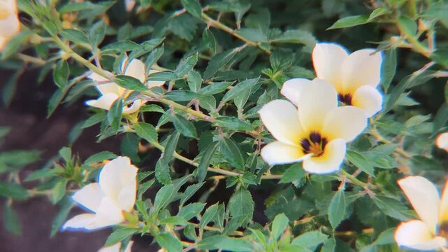 White Turnera Subulata flowers blooming with honey bees busy collecting pollen and nectar. Worker bee (Apis) on a flowering plant on a sunny morning.