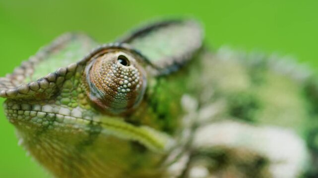 Extreme close up of eyes of Panther Chameleon (Furcifer pardalis) in Madagascar island.
