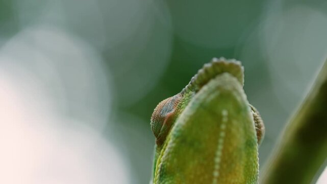 Extreme close up of a Panthera Chameleon (Furcifer pardalis) in Madagascar island.