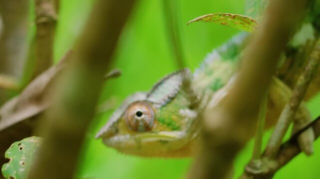 Close up of a Panthera Chameleon (Furcifer pardalis) in Madagascar island.