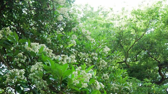 サンゴジュの群生地