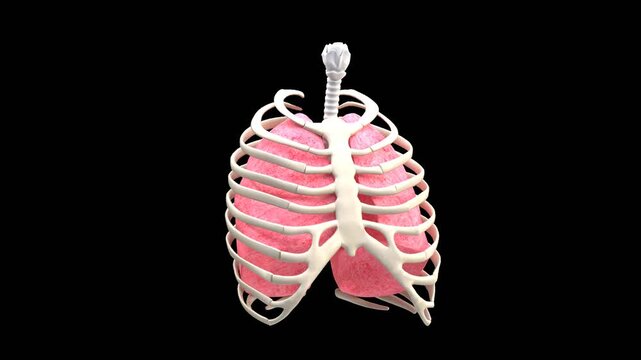 3D Diaphragmatic Breathing | Alpha Channel