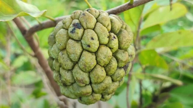 Sugar apple fruit (Annona squamosa) hanging on tree branch, showing tropical fruit growth and natural garden environment.