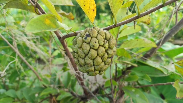 Sugar apple fruit (Annona squamosa) hanging on tree branch, showing tropical fruit growth and natural garden environment.