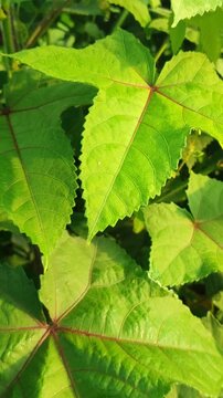 Ricinus communis leaves with large star-shaped pattern, showing tropical foliage detail and natural plant texture.