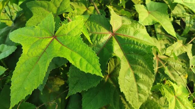 Ricinus communis leaves with large star-shaped pattern, showing tropical foliage detail and natural plant texture.