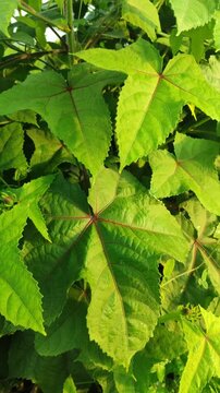 Ricinus communis leaves with large star-shaped pattern, showing tropical foliage detail and natural plant texture.
