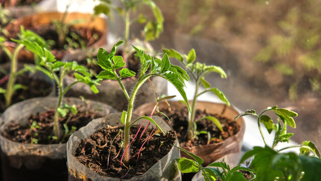 Tomato (Solanum lycopersicum). Macro shot of hairy stem and leaves of young tomato seedlings growing in plastic bottle on window.