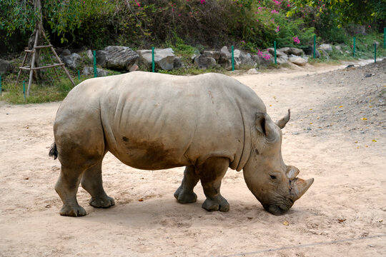 A rhino is seen grazing close to the ground in a zoo. The animal is near trees and some rocks while the sun is shining above. The habitat has grass and dirt surrounding it
