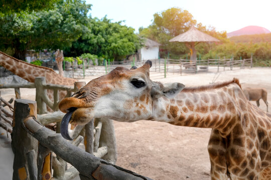 A large giraffe with a prominent dark tongue eats