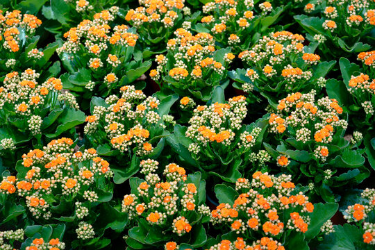 Clusters of vibrant orange and delicate cream Kalanchoe blossoms with lush green leaves densely fill a vast cultivation area. Many plants are blooming under bright daylight