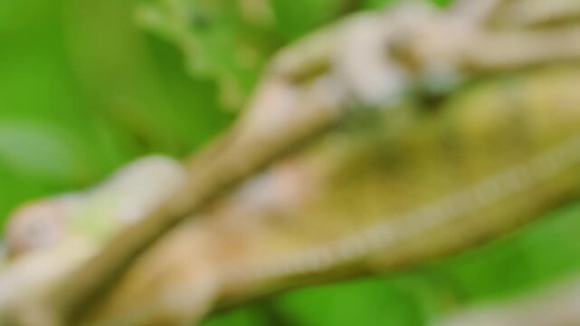 close up of a Panther Chameleon (Furcifer pardalis) Walking on a branch. Madagascar Island.