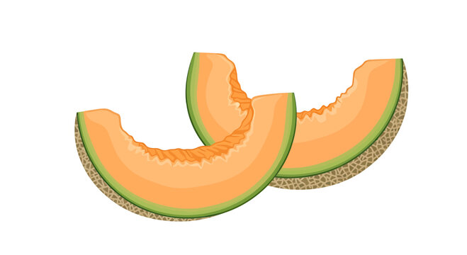 Fresh Slices of Cantaloupe Melon Vector Illustration