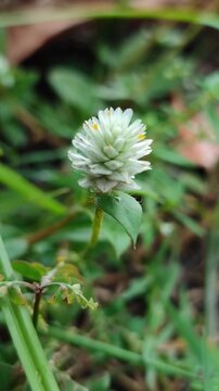 Gomphrena celosioides flowers blooming with small pink clusters, showing wild tropical plant beauty in natural environment.