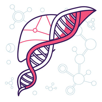 Liver dna helix and molecular structure.