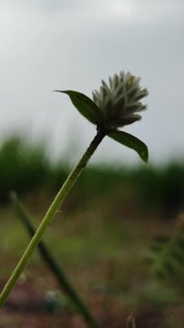 Gomphrena celosioides flowers blooming with small pink clusters, showing wild tropical plant beauty in natural environment.