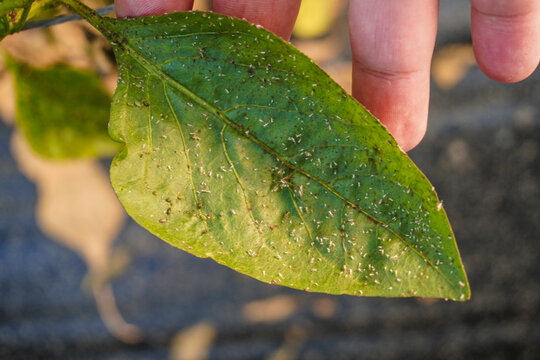 Problem of whitefly effect on leaves and branches of vegetables plants in field inside greenhouses, Whitefly Aleyrodes proletella agricultural pest on pepper leaf, Whiteflies on underside of leaves.