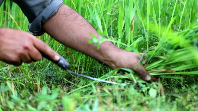 Slow Motion Macro Shot of Farmer's hand cutting fresh green grass with a sickle in a field, showcasing traditional farming during a sunny day at 180 fps High quality footage