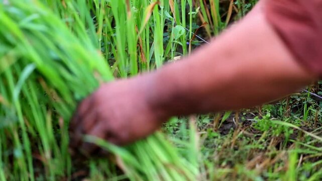 Slow Motion Macro Shot of Farmer's hand pulling weeds in a field of young rice plants to control pests and improve crop yield during a sunny day at 180 fps High quality footage