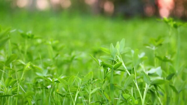 Slow Motion Macro Shot of Green clover patches blowing gently in the wind, growing wild in a sunny rural meadow environment at 180 fps High quality footage
