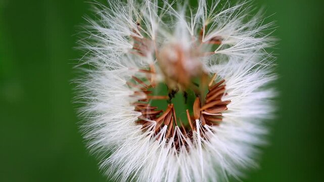 Slow Motion Macro Shot of Dandelion seed head displaying intricate feathery structure against a blurred green background in soft sunlight at 180 fps High quality footage