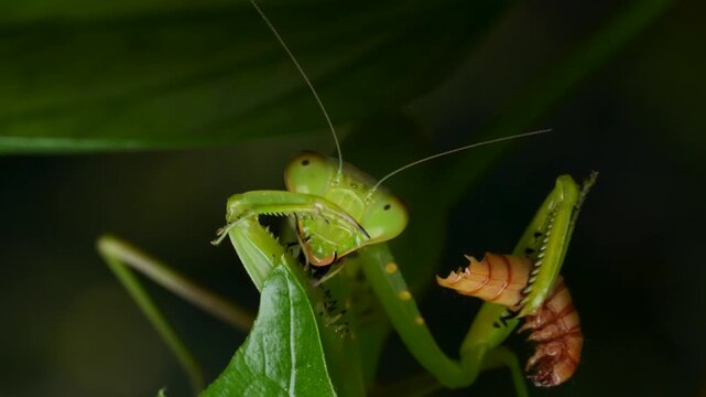 ミルワームを食べているハラビロカマキリの4K動画