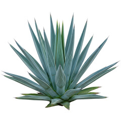 Fototapeta premium A close-up view of a blue agave plant with its distinctive long, pointed leaves.