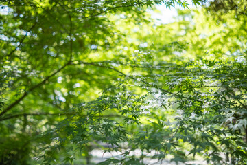 Fototapeta premium 初夏の新緑に輝く楓の葉 日本庭園の爽やかな季節背景