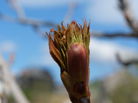 Emerging Bud of Yellow Buckeye (Aesculus flava) with Unfurling Leaves in Mid April, Colorado USA